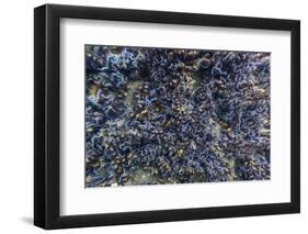 Brittle Stars Massing by the Hundreds in Possible Reproduction Event at Tagus Cove-Michael Nolan-Framed Photographic Print