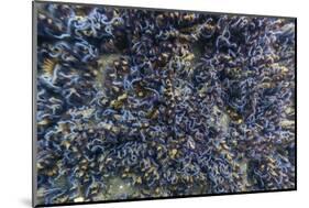 Brittle Stars Massing by the Hundreds in Possible Reproduction Event at Tagus Cove-Michael Nolan-Mounted Photographic Print