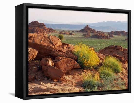 Brittlebush and Sandstone, Valley of Fire State Park, Nevada, USA-Scott T^ Smith-Framed Stretched Canvas