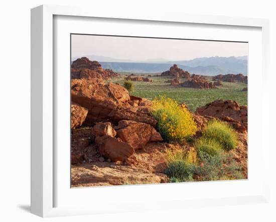 Brittlebush and Sandstone, Valley of Fire State Park, Nevada, USA-Scott T^ Smith-Framed Premium Photographic Print