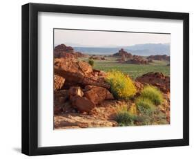 Brittlebush and Sandstone, Valley of Fire State Park, Nevada, USA-Scott T^ Smith-Framed Photographic Print