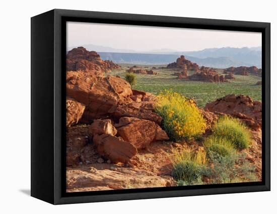 Brittlebush and Sandstone, Valley of Fire State Park, Nevada, USA-Scott T^ Smith-Framed Stretched Canvas