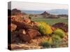 Brittlebush and Sandstone, Valley of Fire State Park, Nevada, USA-Scott T^ Smith-Stretched Canvas