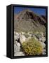 Brittlebush (Encilia Farinosa) in Borrego Palm Canyon, Anza-Borrego Desert State Park, California-James Hager-Framed Stretched Canvas