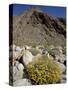 Brittlebush (Encilia Farinosa) in Borrego Palm Canyon, Anza-Borrego Desert State Park, California-James Hager-Stretched Canvas