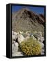 Brittlebush (Encilia Farinosa) in Borrego Palm Canyon, Anza-Borrego Desert State Park, California-James Hager-Framed Stretched Canvas