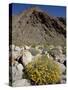 Brittlebush (Encilia Farinosa) in Borrego Palm Canyon, Anza-Borrego Desert State Park, California-James Hager-Stretched Canvas