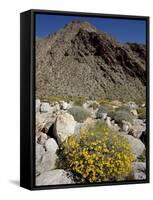 Brittlebush (Encilia Farinosa) in Borrego Palm Canyon, Anza-Borrego Desert State Park, California-James Hager-Framed Stretched Canvas