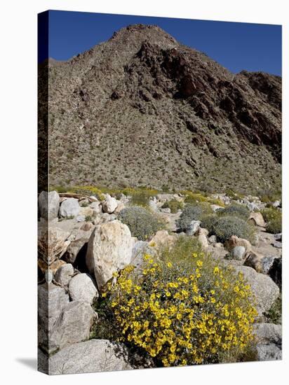 Brittlebush (Encilia Farinosa) in Borrego Palm Canyon, Anza-Borrego Desert State Park, California-James Hager-Stretched Canvas