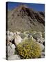 Brittlebush (Encilia Farinosa) in Borrego Palm Canyon, Anza-Borrego Desert State Park, California-James Hager-Stretched Canvas