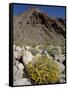 Brittlebush (Encilia Farinosa) in Borrego Palm Canyon, Anza-Borrego Desert State Park, California-James Hager-Framed Stretched Canvas