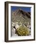 Brittlebush (Encilia Farinosa) in Borrego Palm Canyon, Anza-Borrego Desert State Park, California-James Hager-Framed Photographic Print