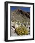 Brittlebush (Encilia Farinosa) in Borrego Palm Canyon, Anza-Borrego Desert State Park, California-James Hager-Framed Photographic Print