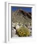 Brittlebush (Encilia Farinosa) in Borrego Palm Canyon, Anza-Borrego Desert State Park, California-James Hager-Framed Photographic Print