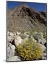 Brittlebush (Encilia Farinosa) in Borrego Palm Canyon, Anza-Borrego Desert State Park, California-James Hager-Mounted Photographic Print