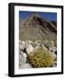 Brittlebush (Encilia Farinosa) in Borrego Palm Canyon, Anza-Borrego Desert State Park, California-James Hager-Framed Photographic Print