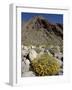 Brittlebush (Encilia Farinosa) in Borrego Palm Canyon, Anza-Borrego Desert State Park, California-James Hager-Framed Photographic Print