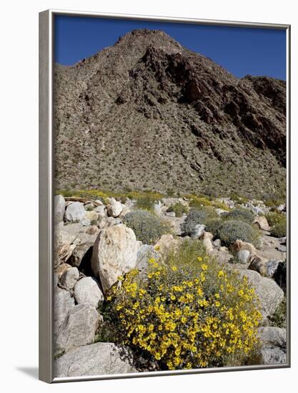 Brittlebush (Encilia Farinosa) in Borrego Palm Canyon, Anza-Borrego Desert State Park, California-James Hager-Framed Photographic Print