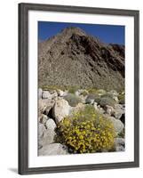 Brittlebush (Encilia Farinosa) in Borrego Palm Canyon, Anza-Borrego Desert State Park, California-James Hager-Framed Photographic Print