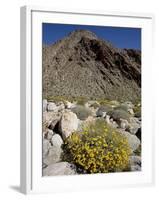 Brittlebush (Encilia Farinosa) in Borrego Palm Canyon, Anza-Borrego Desert State Park, California-James Hager-Framed Photographic Print