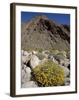 Brittlebush (Encilia Farinosa) in Borrego Palm Canyon, Anza-Borrego Desert State Park, California-James Hager-Framed Photographic Print