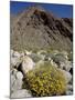 Brittlebush (Encilia Farinosa) in Borrego Palm Canyon, Anza-Borrego Desert State Park, California-James Hager-Mounted Photographic Print