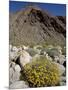 Brittlebush (Encilia Farinosa) in Borrego Palm Canyon, Anza-Borrego Desert State Park, California-James Hager-Mounted Photographic Print