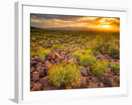 Brittlebush Sunset-John Gavrilis-Framed Photographic Print