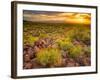 Brittlebush Sunset-John Gavrilis-Framed Photographic Print