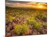 Brittlebush Sunset-John Gavrilis-Mounted Photographic Print