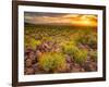 Brittlebush Sunset-John Gavrilis-Framed Photographic Print