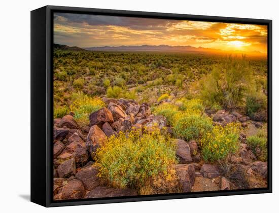 Brittlebush Sunset-John Gavrilis-Framed Stretched Canvas