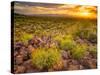 Brittlebush Sunset-John Gavrilis-Stretched Canvas