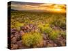 Brittlebush Sunset-John Gavrilis-Stretched Canvas