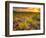 Brittlebush Sunset-John Gavrilis-Framed Photographic Print