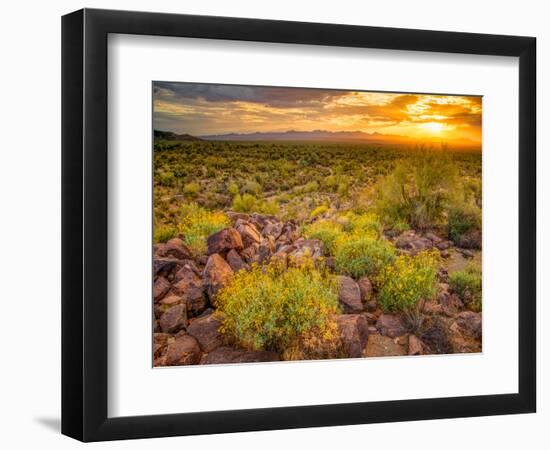 Brittlebush Sunset-John Gavrilis-Framed Photographic Print