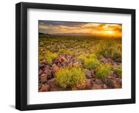 Brittlebush Sunset-John Gavrilis-Framed Photographic Print