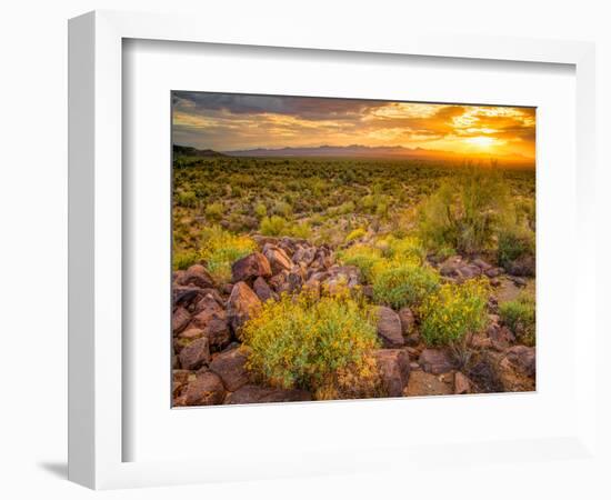 Brittlebush Sunset-John Gavrilis-Framed Photographic Print