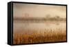 Brivio, Adda North Park, Lombardy, Italy. Fog over the Adda River and Three Trees-ClickAlps-Framed Stretched Canvas