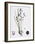Briza Media Common Quaking-Grass-null-Framed Giclee Print