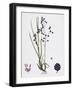 Briza Media Common Quaking-Grass-null-Framed Giclee Print