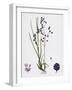 Briza Media Common Quaking-Grass-null-Framed Giclee Print