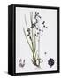 Briza Media Common Quaking-Grass-null-Framed Stretched Canvas