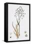 Briza Minor Small Quaking-Grass-null-Framed Stretched Canvas