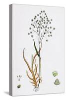 Briza Minor Small Quaking-Grass-null-Stretched Canvas