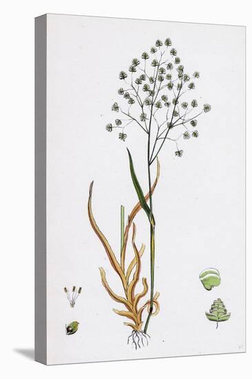 Briza Minor Small Quaking-Grass-null-Stretched Canvas