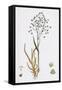 Briza Minor Small Quaking-Grass-null-Framed Stretched Canvas