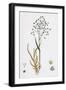 Briza Minor Small Quaking-Grass-null-Framed Giclee Print