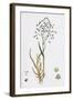 Briza Minor Small Quaking-Grass-null-Framed Giclee Print