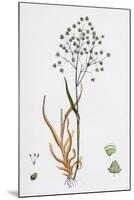 Briza Minor Small Quaking-Grass-null-Mounted Giclee Print